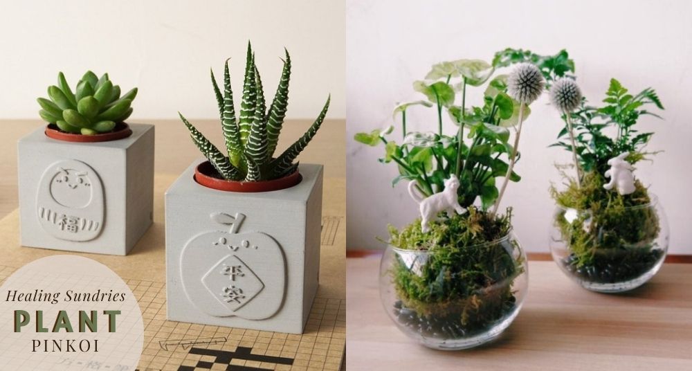 Pinkoi年度暢銷TOP3療癒植栽！福氣多肉、超萌小苔球，居家、辦公的清靜神器