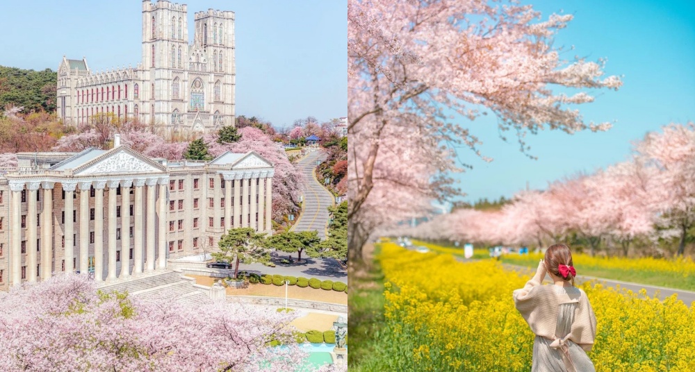 2023韓國賞櫻景點推薦！首爾汝矣島、慶熙大學必去，江原道、釜山、濟州熱門賞櫻點一次公開！