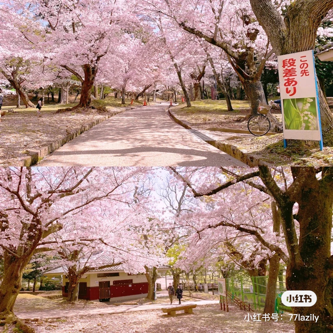 奈良公園。