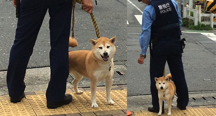 最失職的警犬？日本網友街頭直擊警察大人搭配失控阿柴！