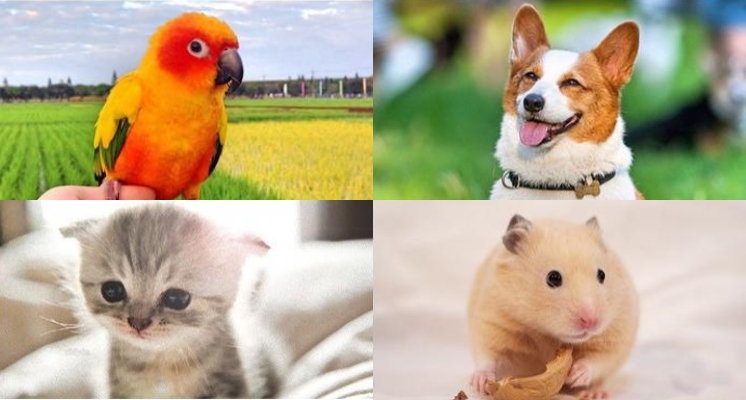 人際關係不順？日本占卜師推出 4 種動物心理測驗　2019 年想轉運看這邊！