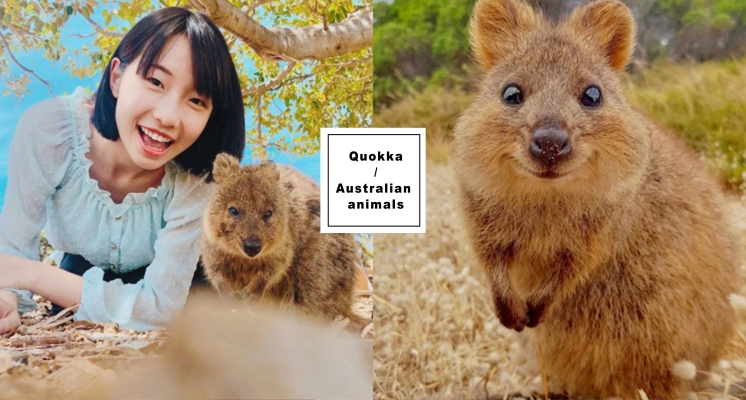 看著就被融化的小臉蛋！世界上最快樂的動物「Quokka微笑袋鼠」」，澳洲萌寵兒快來認識它！