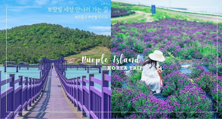 好想住在這！韓國超美秘境「紫色小島」太夢幻♡限定紫色花海、紫色大橋還有紫色公路怎麼拍都敲美～