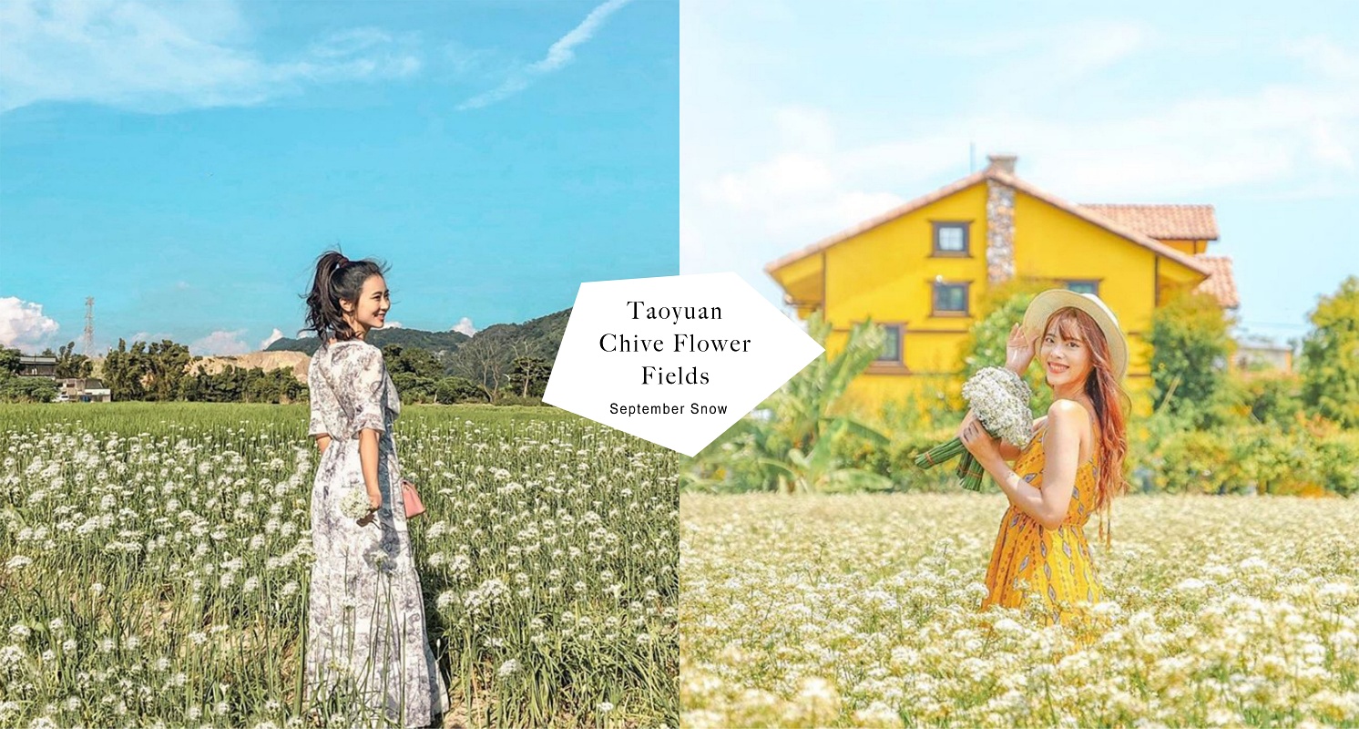 超夢幻「九月雪」來啦！桃園季節限定「韭菜花田」超美雪白花海，為期1個月花季正式開跑