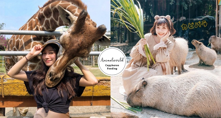 一起來找可愛的水豚君！全台唯一能近距離接觸動物的「頑皮世界野生動物園」，這邊還可以餵食草泥馬