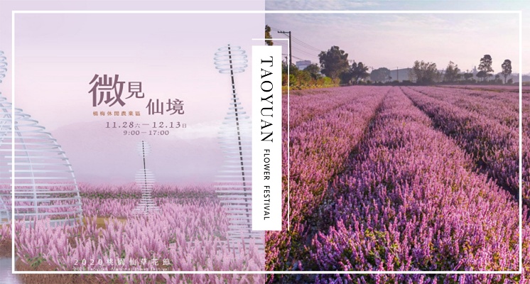 台版小普羅旺斯！「2020桃園仙草花節」11月底開幕，5.8公頃浪漫紫色花毯，少女心直接爆發♡